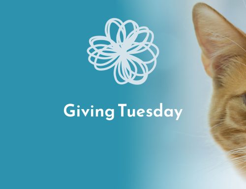 Giving Tuesday 2024: What nonprofits do you love and support?