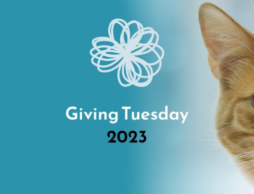 Giving Tuesday 2023: What nonprofits do you love and support?